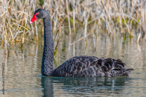 Birdlife at the Wetlands - Black Swan