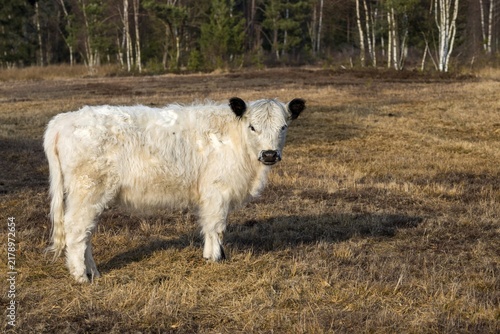 Artiodactyla, Bos Taurus sspec.4, cattle, even-toed ungulate, galloway cattle, galloway cattle, cloven-hoofed, domesticated animals, extensive grazing, pet, heather care, mammals, cattle, mammals