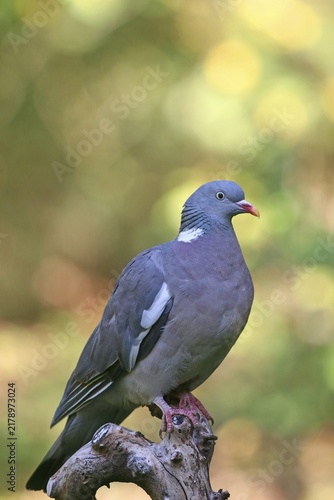Common wood pigeon (Columba palumbus), Germany
