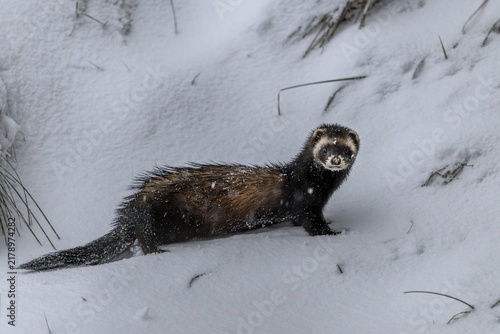 The squeak of a mouse gives the European polecat (Mustela putorius) pause, snow, winter, cold, frost, snowfall, Denmark