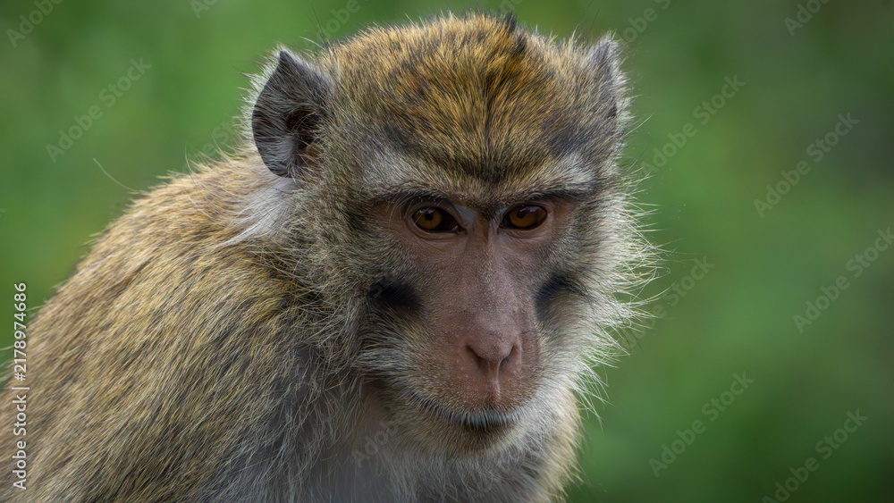 Obraz premium Macaca fascicularis (kera ekor panjang, monyet ekor panjang, Long-tailed macaque, crab-eating macaque, cynomolgus monkey) in nature