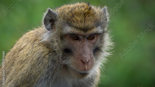 Photography Macaca fascicularis (kera ekor panjang, monyet ekor panjang, Long-tailed macaque