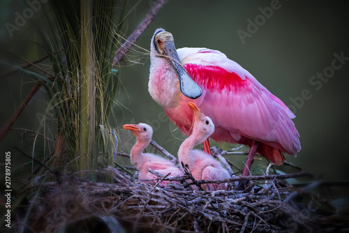 Cute baby spoonbills with parent