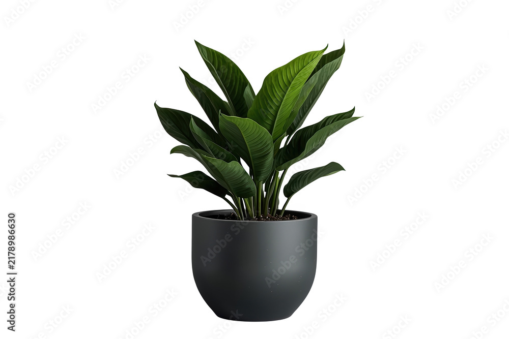Fototapeta premium Lush green indoor plant in a black flowerpot