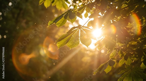 Sunlight filters through vibrant green leaves in a dense forest.