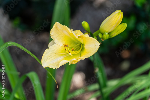 Foto Yellow daylily blossom with buds in a garden