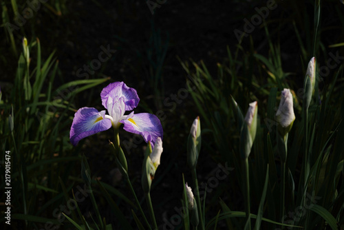 Fototapeta Japanese Iris 花菖蒲