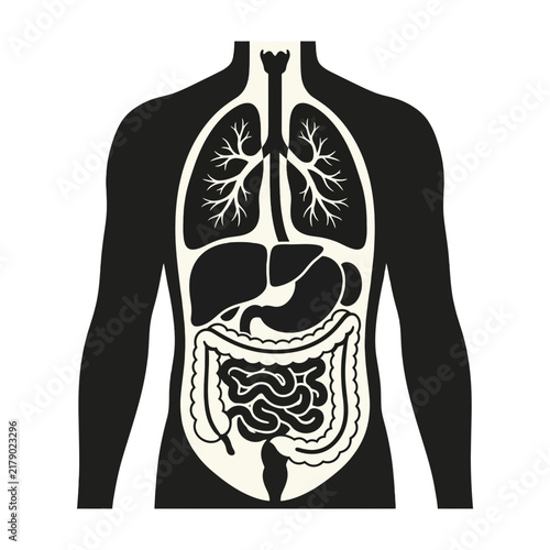 Human body internal organs illustration lungs heart stomach intestines