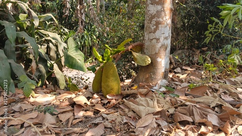 Tropical Fruit Growing from the Lower Tree Trunk