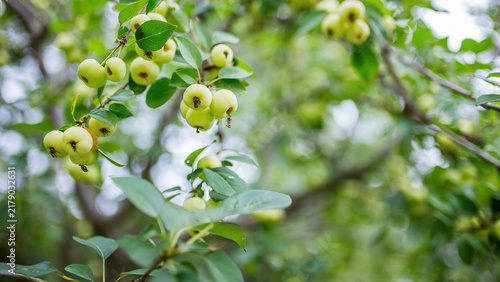 Foto Close-up of unripe green crabapples clustered on leafy tree branches in natural outdoor setting