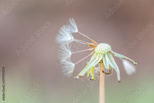Obraz na plátne A close-up view of a mature dandelion seed head, with several feathery seeds detached and ready for dispersal