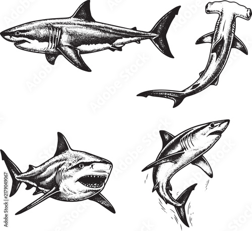 A set of sharks. Hand‑drawn vector illustration.