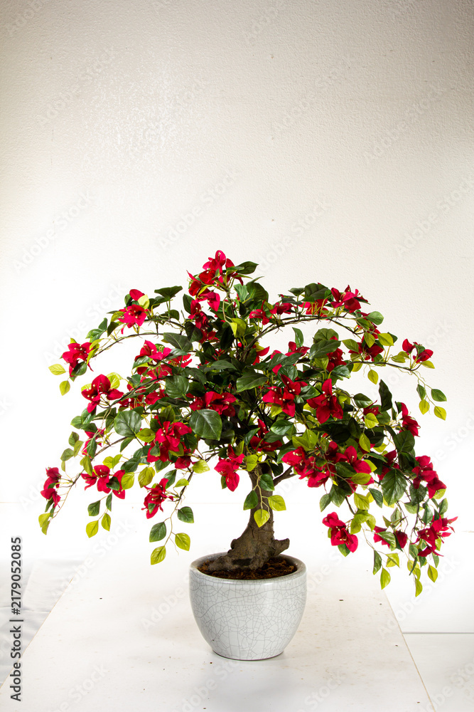 Fototapeta premium Bougainvillea plant in white pot with red flowers on display indoors