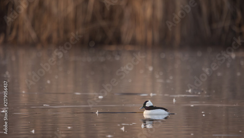 A male Bufflehead duck floats quietly on the still surface of a lake at the Hyatt Hidden Lakes Reserve in Boise Idaho USA while winter brown cattails grow along the bank in the background. 