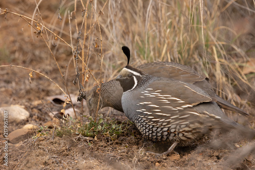 A pair of California Quail eat some green leaves growing from the base of winter killed stalks as they forage in a nature reserve in Boise Idaho USA on a cold February morning. 