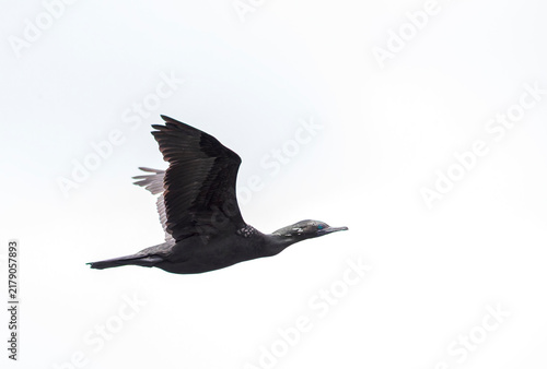Bild auf Leinwand Little Black Cormorant, Phalacrocorax sulcirostris