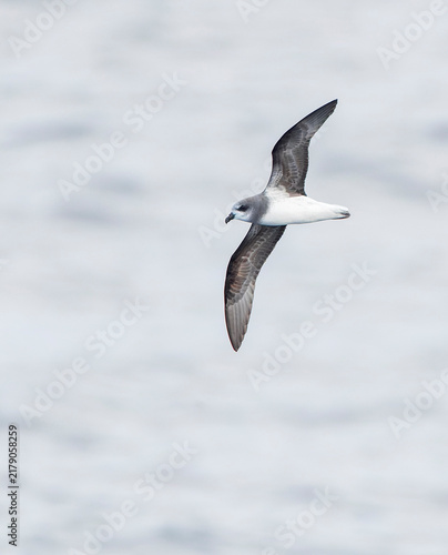 Fotografie Soft-plumaged Petrel, Pterodroma mollis