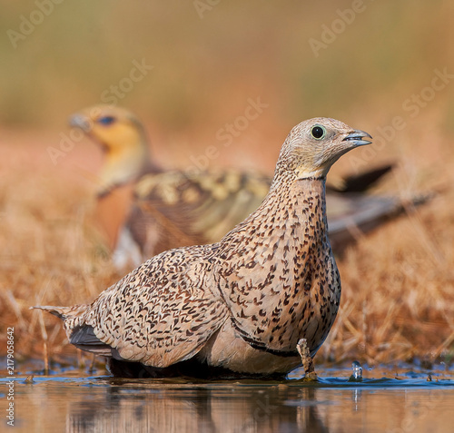 Quadro su tela Black-bellied Sandgrouse, Pterocles orientalis
