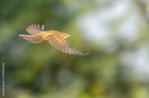Clamorous Reed Warbler, Acrocephalus stentoreus