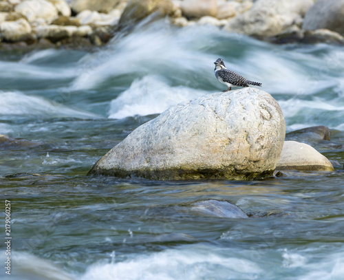 Quadro su tela Crested Kingfisher, Megaceryle lugubris