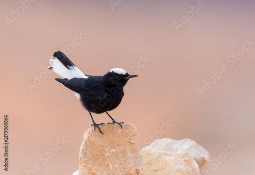 Foto White-crowned Wheatear, Oenanthe leucopyga