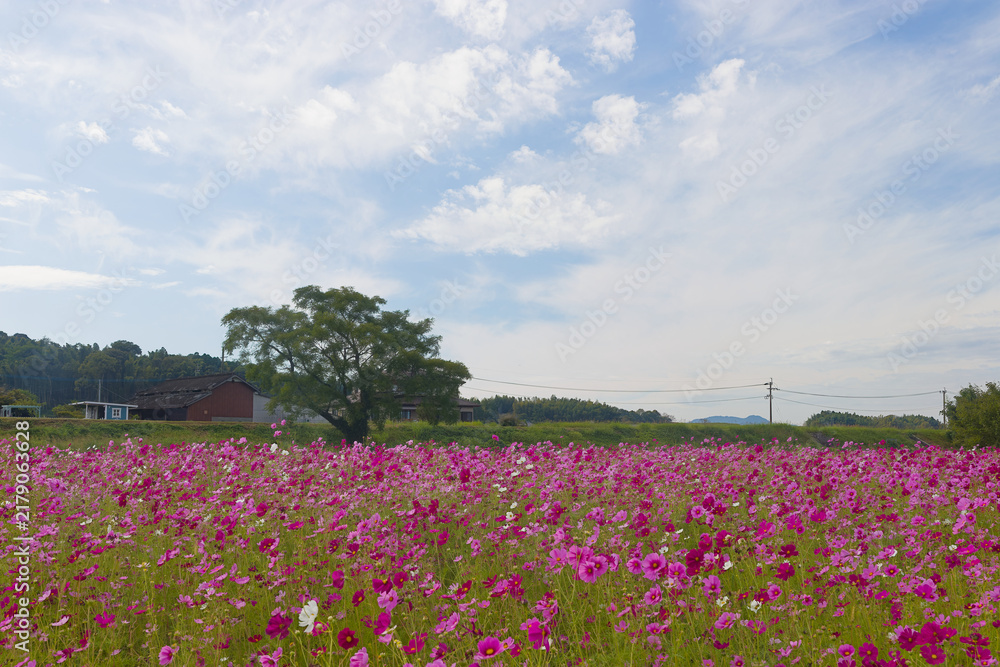 Obraz premium 川沿いのコスモス畑（熊本県熊本県七城町コスモブリッジ）