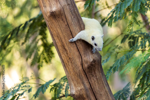 white squirrel sits on a branch in a forest with leaves in the background (Callosciurus finlaysoni finlaysoni)