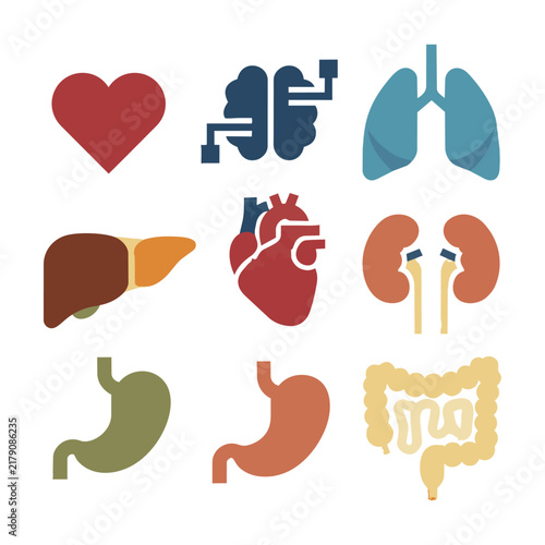Collection of stylized human internal organs in a balanced grid layout with clean silhouettes and solid colors on a white background medical science concept