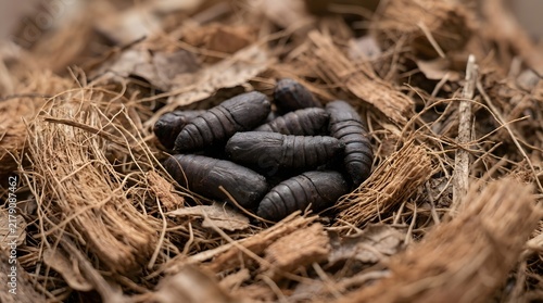 Group of Black Soldier Fly Pupae Resting on Coconut Coir Organic Bedding Material