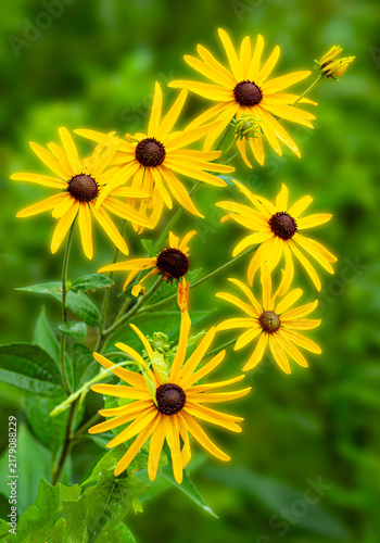 528-22 Sweet Coneflower