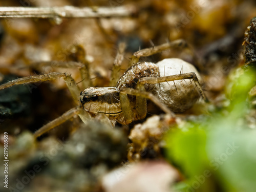 Фотография Wolf spider carrying eggs on the ground