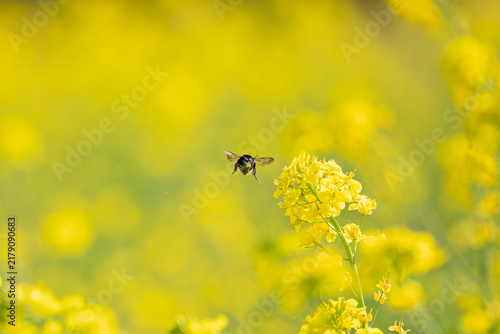 菜の花畑に飛来したハナバチ