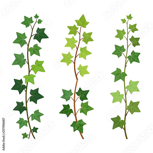 Green ivy cartoon vector set. Grape liana stems shoots climbing leaves plants room garden decorative flora isolated on white background