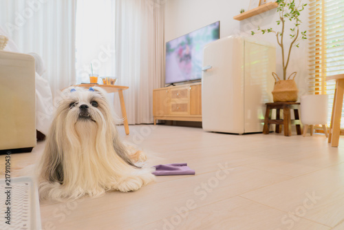 Konstfotografi Long-haired Shih Tzu dog in modern living room at home.