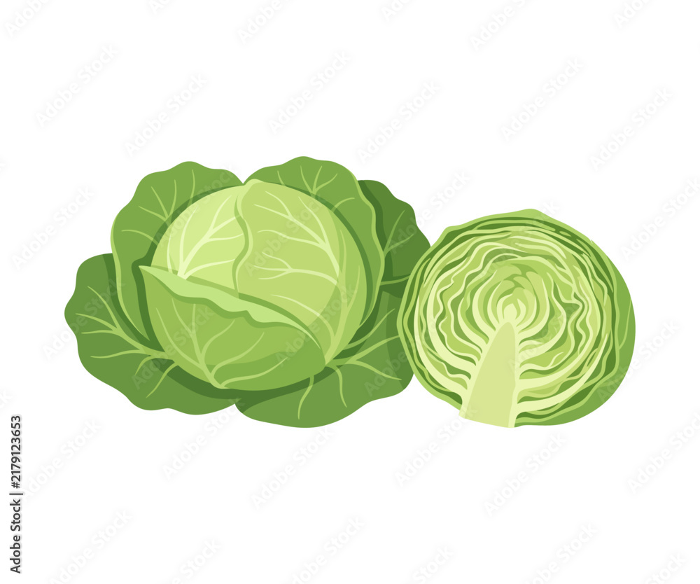 Fototapeta premium Fresh European Green Cabbage – Traditional Leafy Vegetable Vector