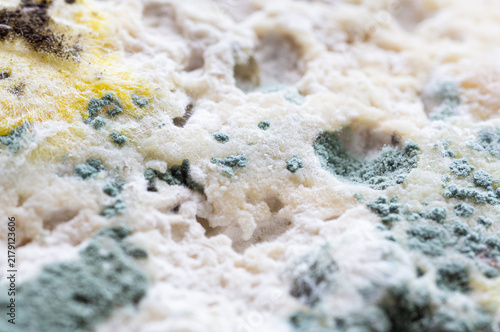 Extreme close-up of colorful mold growing on a food surface.
