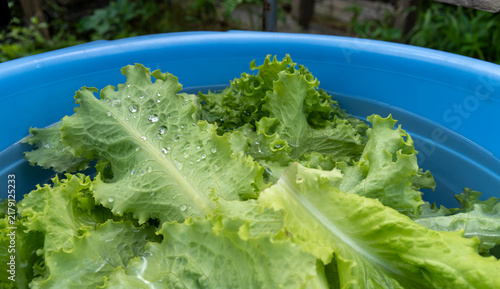 фотографія Fresh green lettuce leaves with water drops washing in blue plastic basin in garden