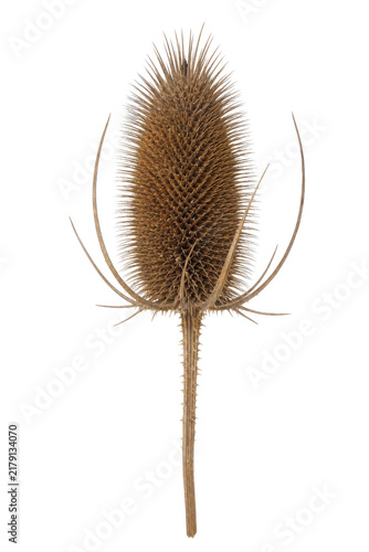 Canvastavla Single dry brown teasel seed head with sharp spines and long curved bracts on a