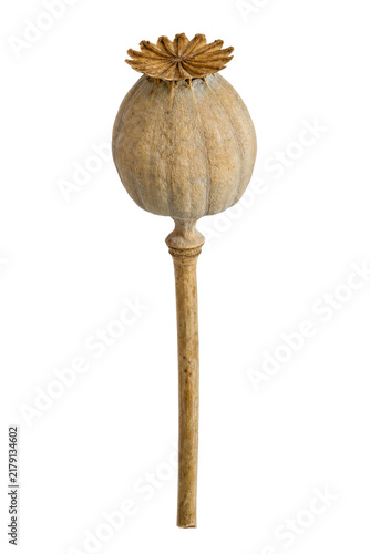 Quadro su tela Single dry poppy seed head with a long stem is captured in a studio shot against
