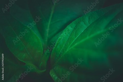 Lush Green Leaves Highlight Nature's Beauty in Conservation Efforts