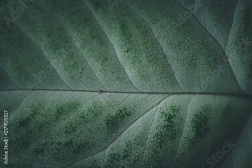 Close-Up of a Leaf Showcasing Intricate Veins and Green Texture