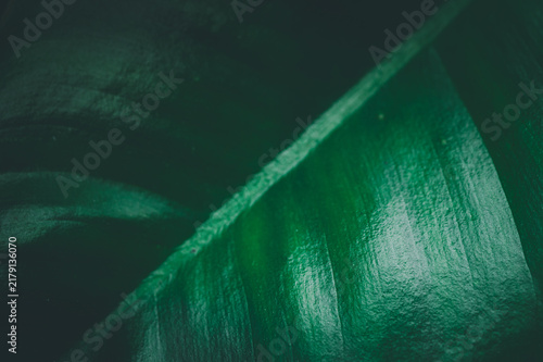 Close-Up View of Green Leaf Texture Highlighting Nature's Beauty