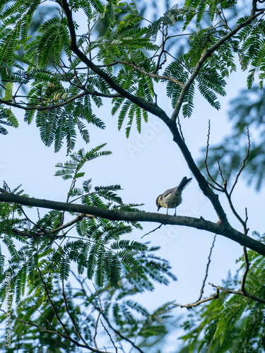 木の上のシジュウカラ