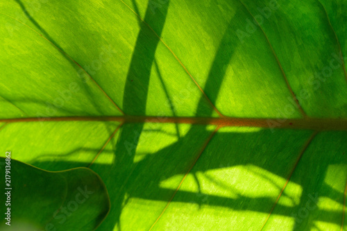 Close-up of Green Leaf with Intricate Nature Shadows and Light Play