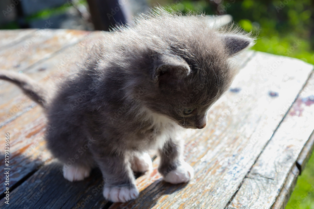 Obraz premium A tiny fluffy gray kitten with white paws stands in a curious pose on an old wooden table. Its gaze is directed downwards under the bright rays of the summer sun.