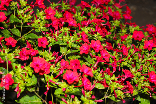Canvastavla Vibrant, dense cluster of blooming magenta-red marvel of Peru (mirabilis jalapa) flowers amidst lush green foliage in summer