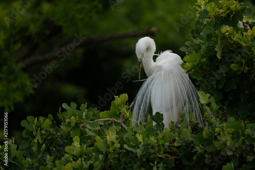 Canvas Print great egret preening feathers