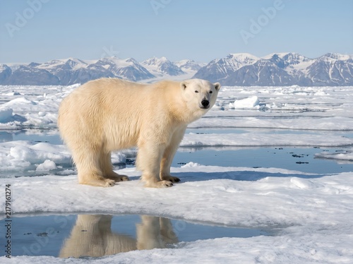 Фотография polar bear on ice snow very cute