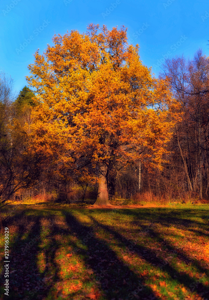 Fototapeta premium autumn in the forest
