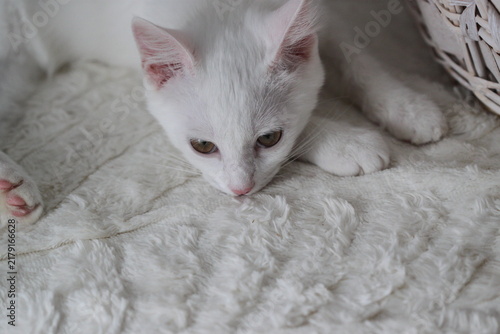 Cat on white background, very cute animal